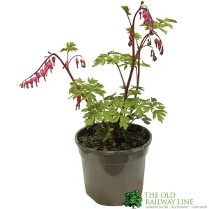 Dicentra 'Spectabilis' Plant 3Ltr Pot